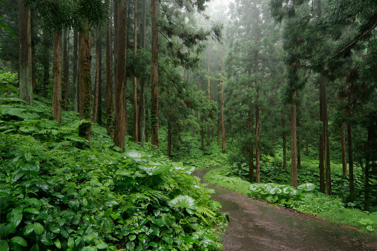 杉の林道